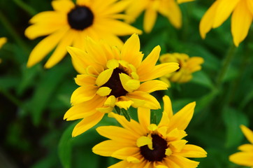 Orange gardens rudbeckia flower. Rudbecia in landscape design. Bright floral background.