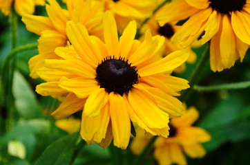 Orange gardens rudbeckia flower. Rudbecia in landscape design. Bright floral background.