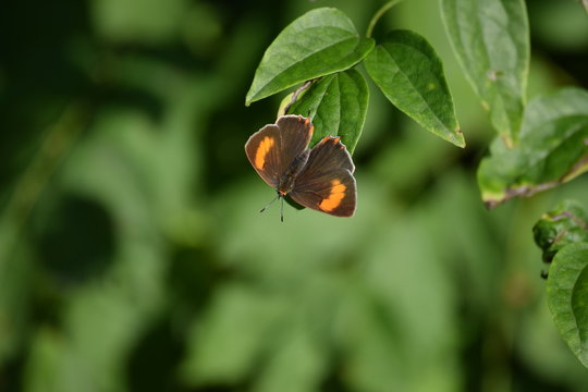 Brown Hairstreak