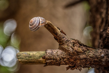 Schnecke auf Ast