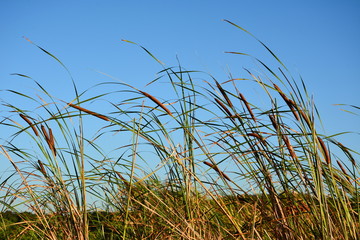 The stalks of marsh grass broadleaf cattail against a blue sky.