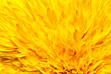 macro background of bright yellow sunflower