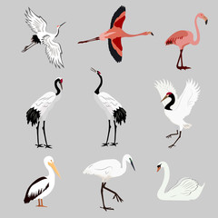 Fototapeta premium Kolekcja ptaków wodnych, tropikalnych - jouvel, czapla, pelikan, flaming, łabędź na na białym tle. Ilustracji wektorowych.