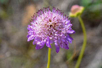 Fototapeta premium Scabiosa Purple flower Close Up nature photography
