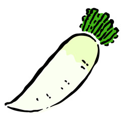 Japanese radish daikon