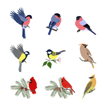 Collection of forest birds -bullfinch, titmouse, cardinal, waxwing on white isolated background. Vector illustration.