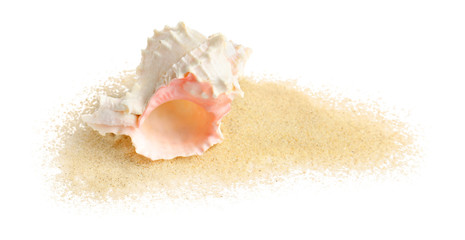 Obraz na płótnie Canvas Beautiful sea shell and sand on white background