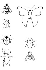 insects
