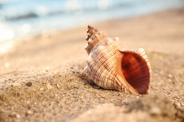 Beautiful exotic sea shell on sandy beach