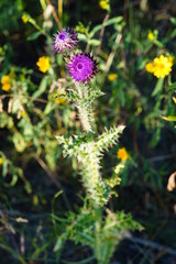 View of a purple thistle flower in Grand Teton National Park in Jackson, Wyoming, United States