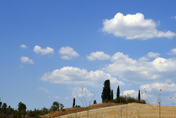 Hügel mit Weizenfeld und Säulenzypressen in der Crete Senesi