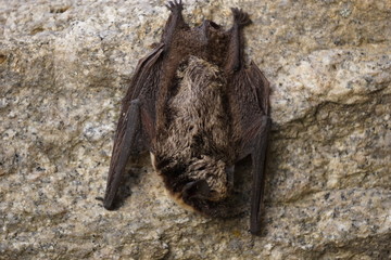 Obraz premium Small bat resting on the rock