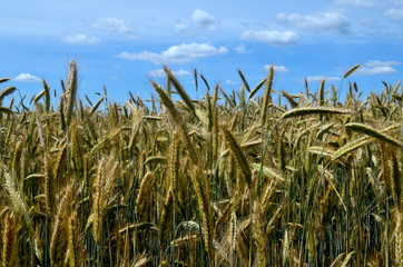 Yellow Wheat field against a blue sky