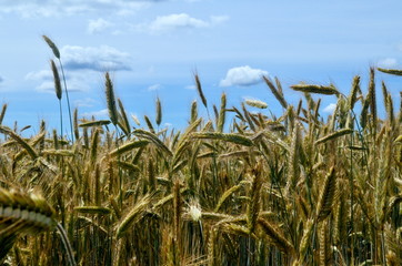 Yellow Wheat field against a blue sky