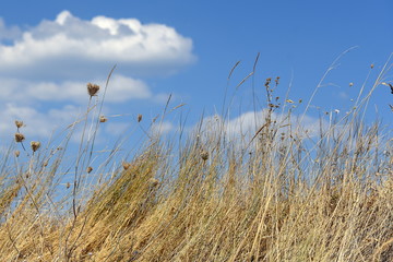 Reifes Korn vor strahlend blauem Himmel mit weißen Wölkchen