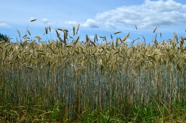 Yellow Wheat field against a blue sky