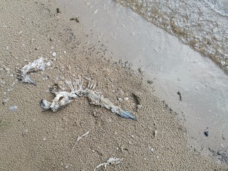 dead fish on the beach