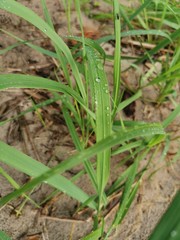 green onions in the garden