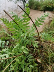 green grass in the forest