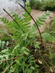 green tea plantation