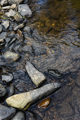 eau flore environnement ruisseau Belgique Wallonie pierre