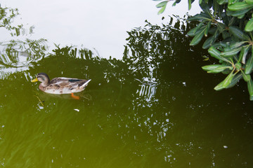 A duck swimming at a local lake.