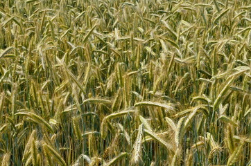 Fields of wheat at the end of summer fully ripe. cereal field background