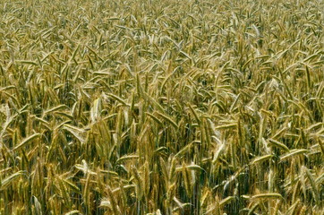 Fields of wheat at the end of summer fully ripe. cereal field background