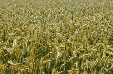 Fields of wheat at the end of summer fully ripe. cereal field background