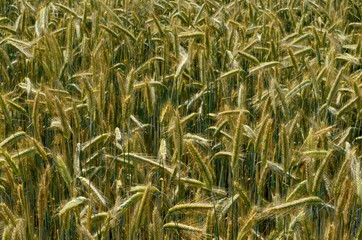 Fields of wheat at the end of summer fully ripe. cereal field background