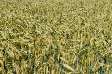Fields of wheat at the end of summer fully ripe. cereal field background