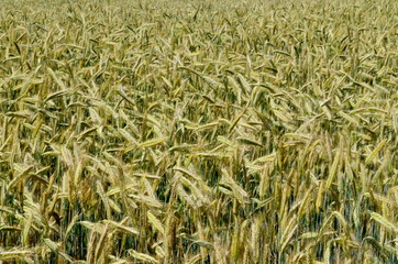 Fields of wheat at the end of summer fully ripe. cereal field background