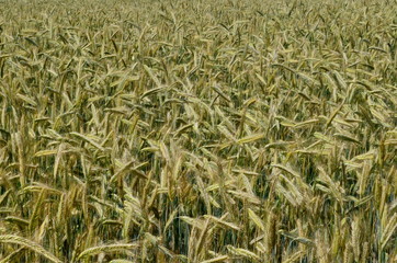 Fields of wheat at the end of summer fully ripe. cereal field background
