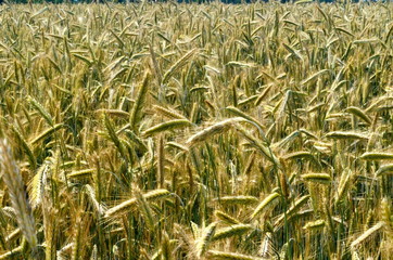 Fields of wheat at the end of summer fully ripe. cereal field background