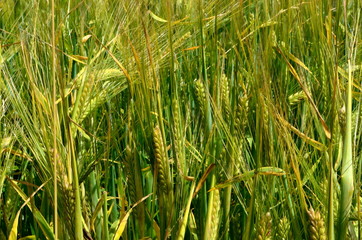 Fields of wheat at the end of summer fully ripe. cereal field background