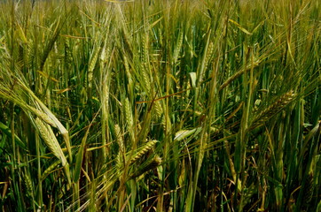 Fields of wheat at the end of summer fully ripe. cereal field background