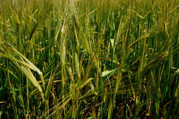 Fields of wheat at the end of summer fully ripe. cereal field background