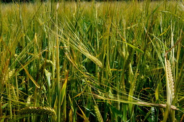Fields of wheat at the end of summer fully ripe. cereal field background