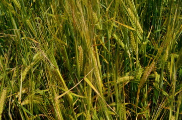 Fields of wheat at the end of summer fully ripe. cereal field background