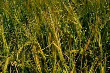 Fields of wheat at the end of summer fully ripe. cereal field background