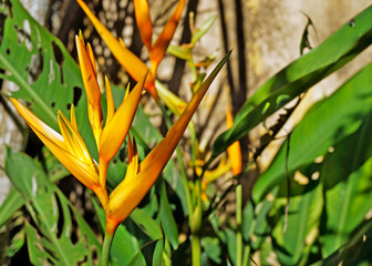 Yellow heliconia flowers