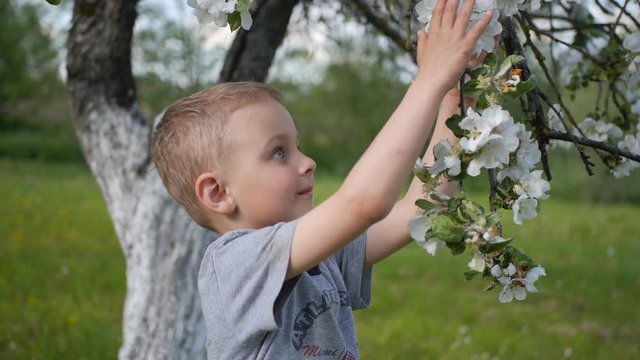 Cute blue-eyed boy smiling and touching blooming tree branch slow motion