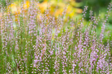 purple heather flowers in forest  closeup selective focus