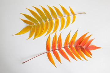  beautiful autumn leaves on a white background