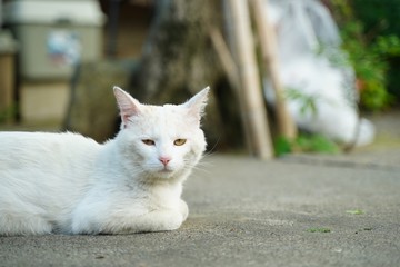 A Japanese white cat on the street,  at Koedo Kawagoe, Saitama, Japan. Koedo Kawagoe is sightseeing spot that remains old Japanese architecture. 