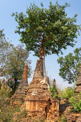 Tree growing on ruins in Shwe Indein pagoda, Inle lake, Burma, Myanmar