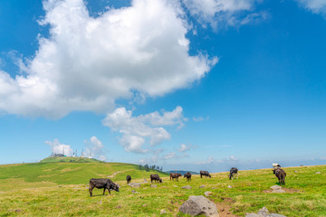 【夏イメージ】放牧と高原風景