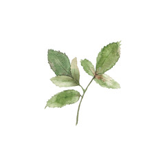 Fototapeta premium Paint from hand drawn watercolor leaves. Use for design, menu, decoration