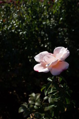 Light Pink Flower of Rose 'Gretel' in Full Bloom
