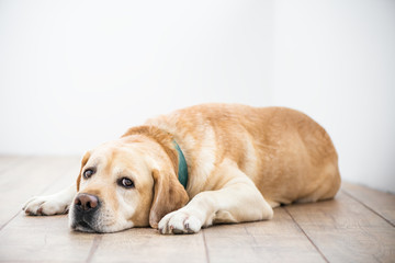 Cute purebred white Labrador retriever dog is lying on the floor